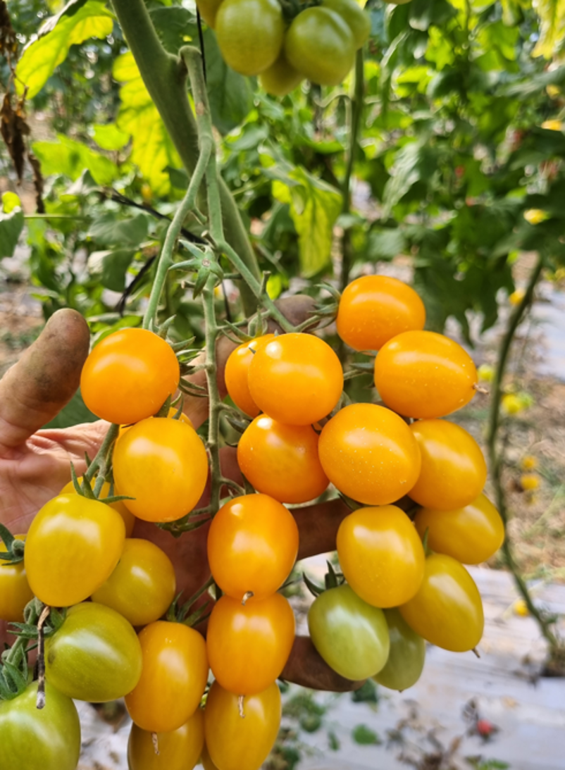 Jolene Orange Cherry — ripe fruit, Agriva Seeds variety