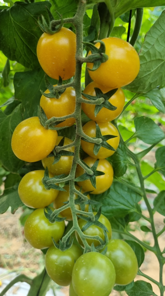 Jolene Orange Cherry — view 2 of 2