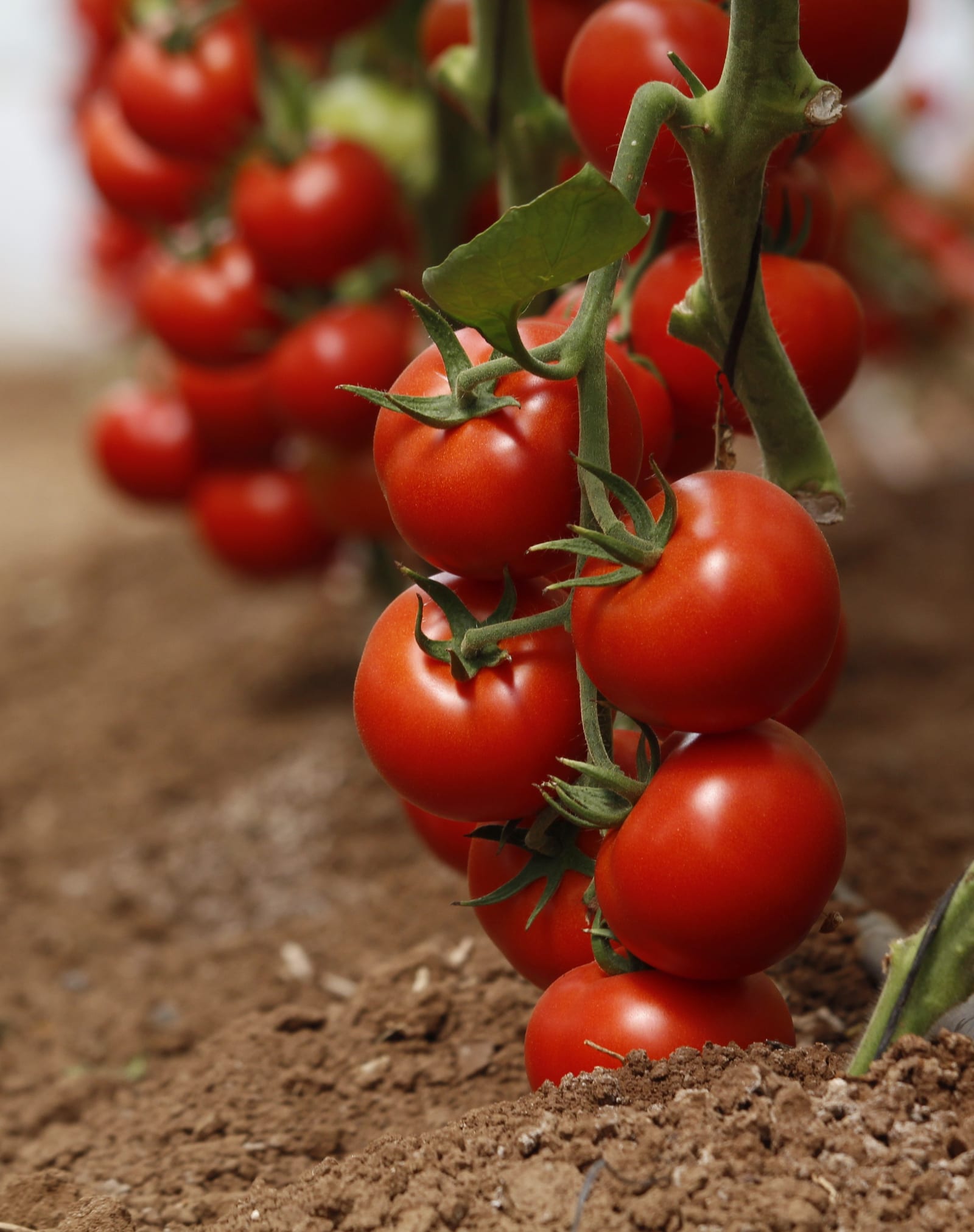 Juvalia Round I Cluster — ripe fruit, Agriva Seeds variety