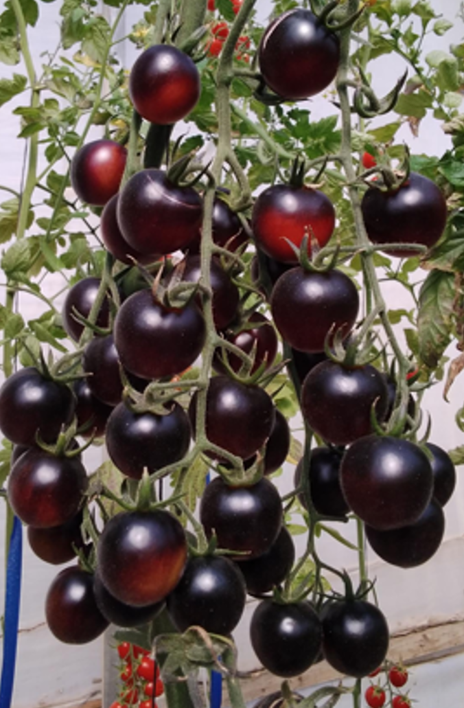 Kai Black Cherry Round — ripe fruit, Agriva Seeds variety