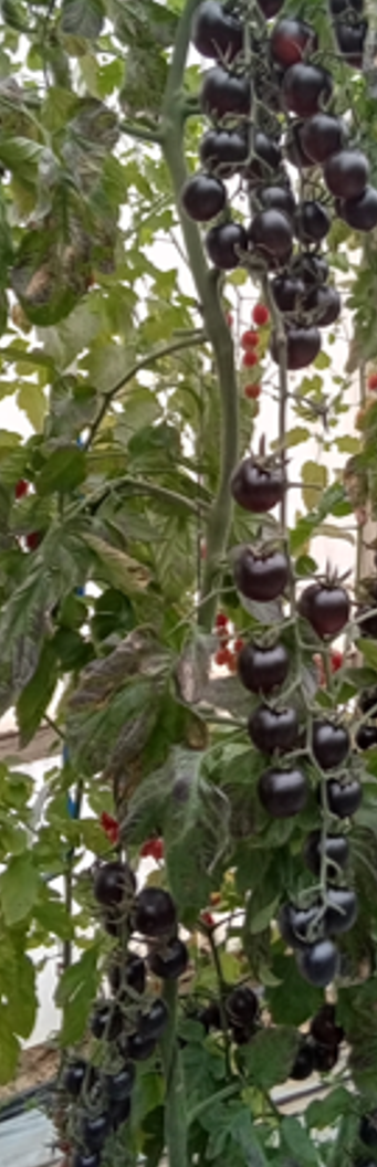 Kai Black Cherry Round — view 2 of 2