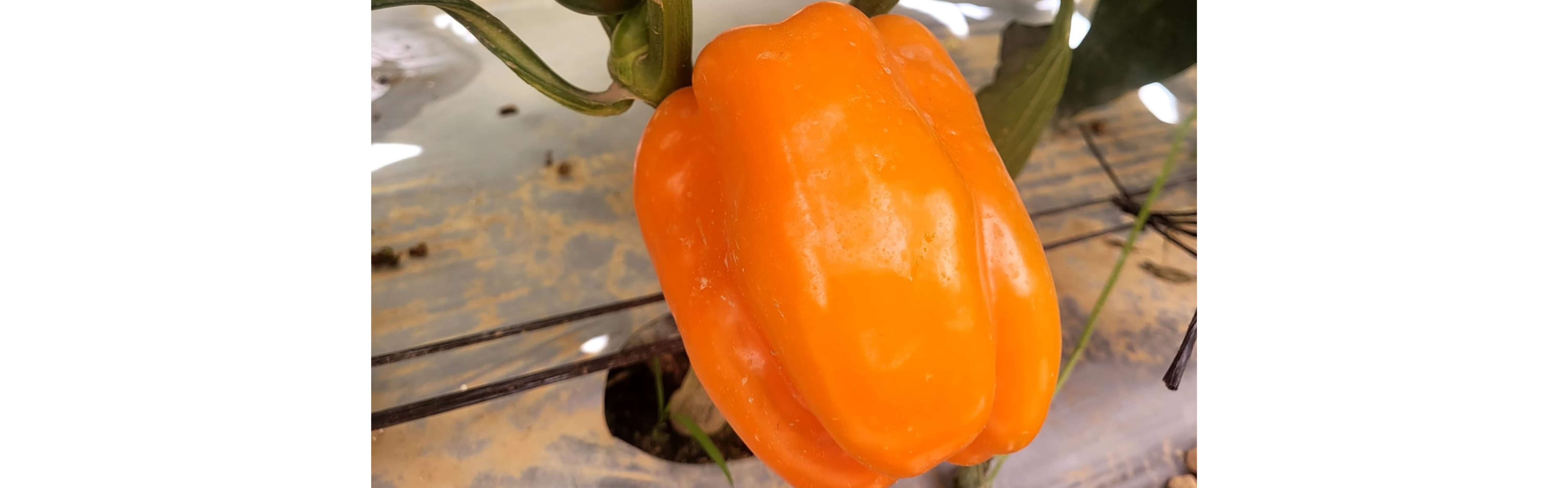 Leonardo Pepper Blocky Orange — ripe fruit, Agriva Seeds variety