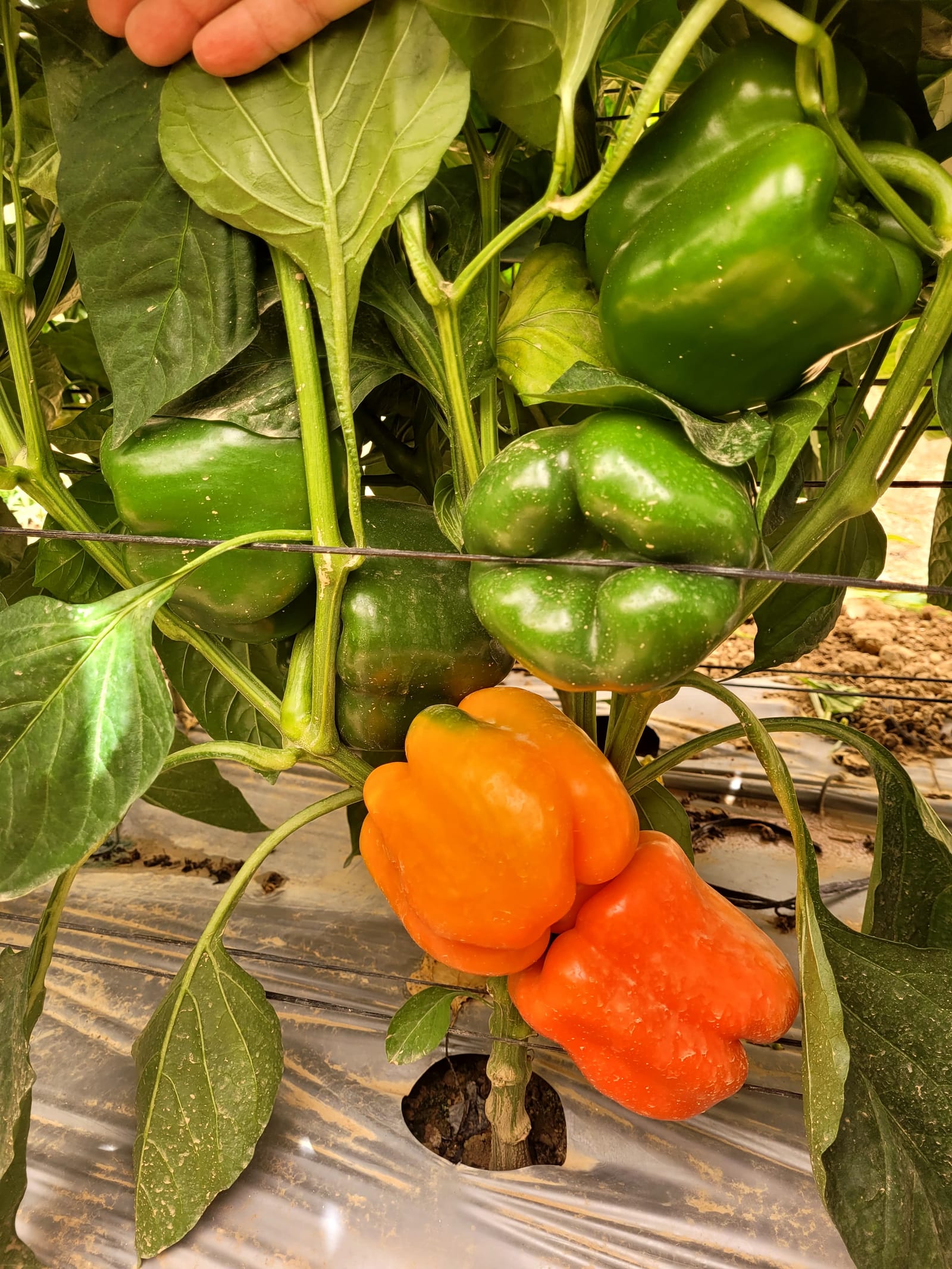 Leonardo Pepper Blocky Orange — view 2 of 3