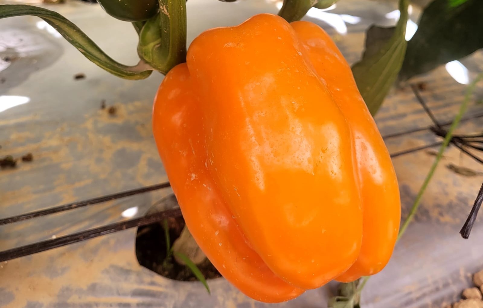 Leonardo Pepper Blocky Orange — view 3 of 3