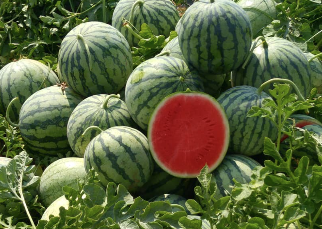 Limea Tiger stripes mini — ripe fruit, Agriva Seeds variety