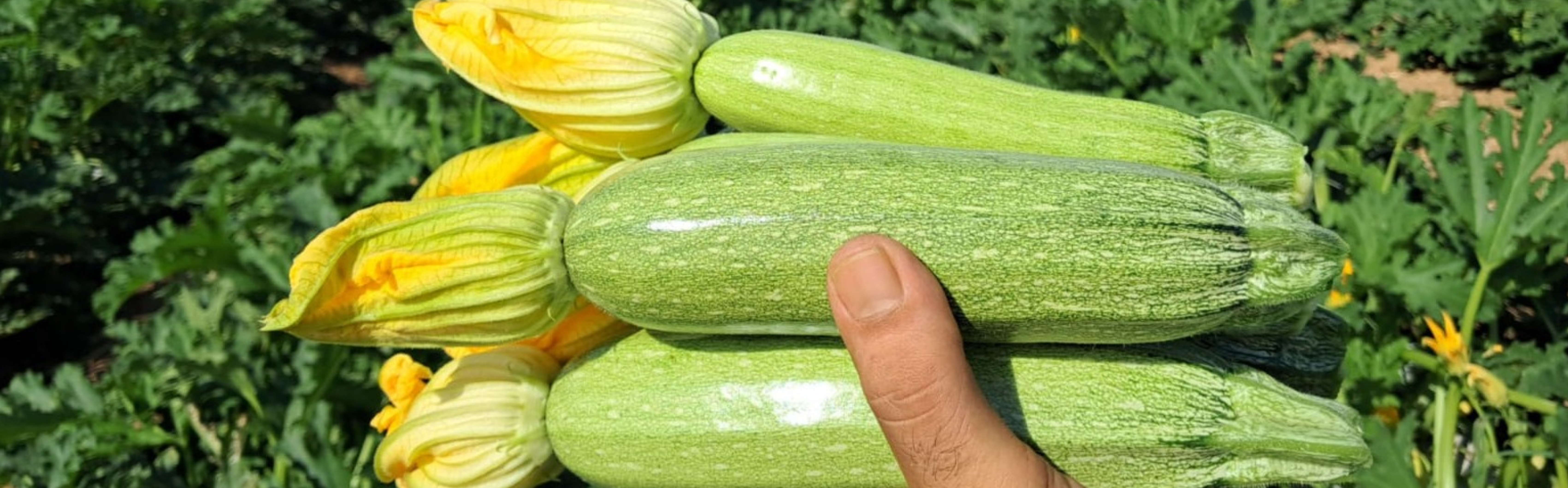 Lina Zucchini — ripe fruit, Agriva Seeds variety