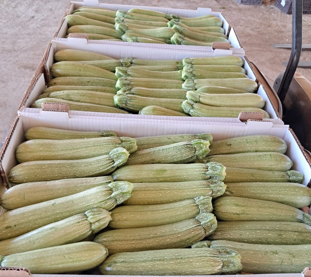 Lina Zucchini — view 2 of 5