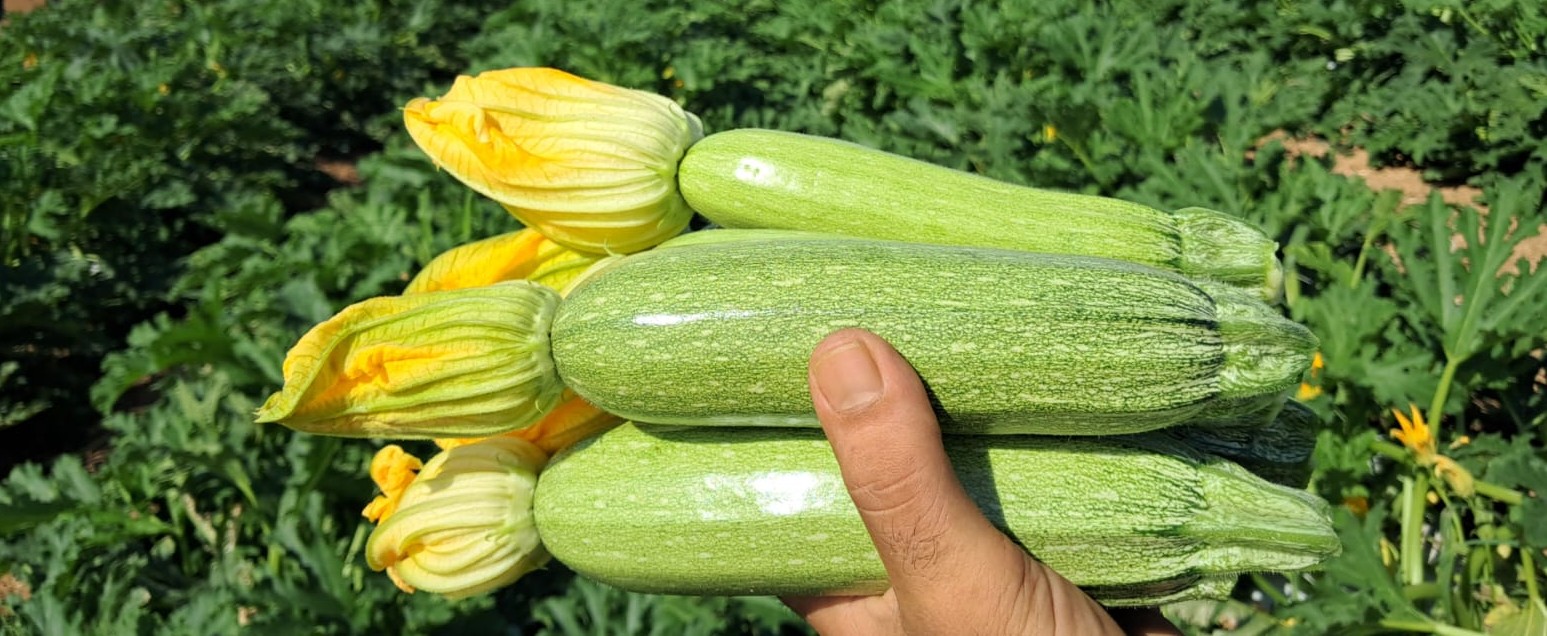 Lina Zucchini — view 3 of 5
