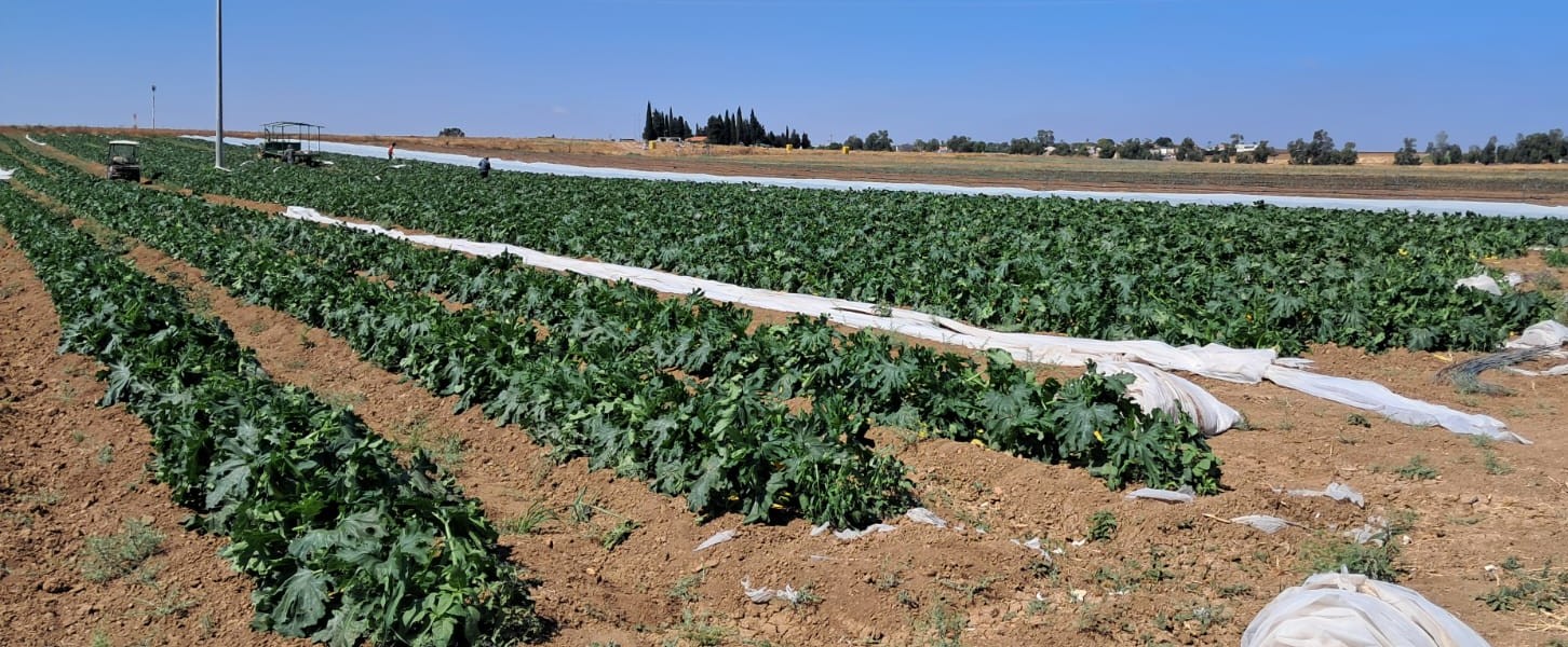 Lina Zucchini — view 4 of 5