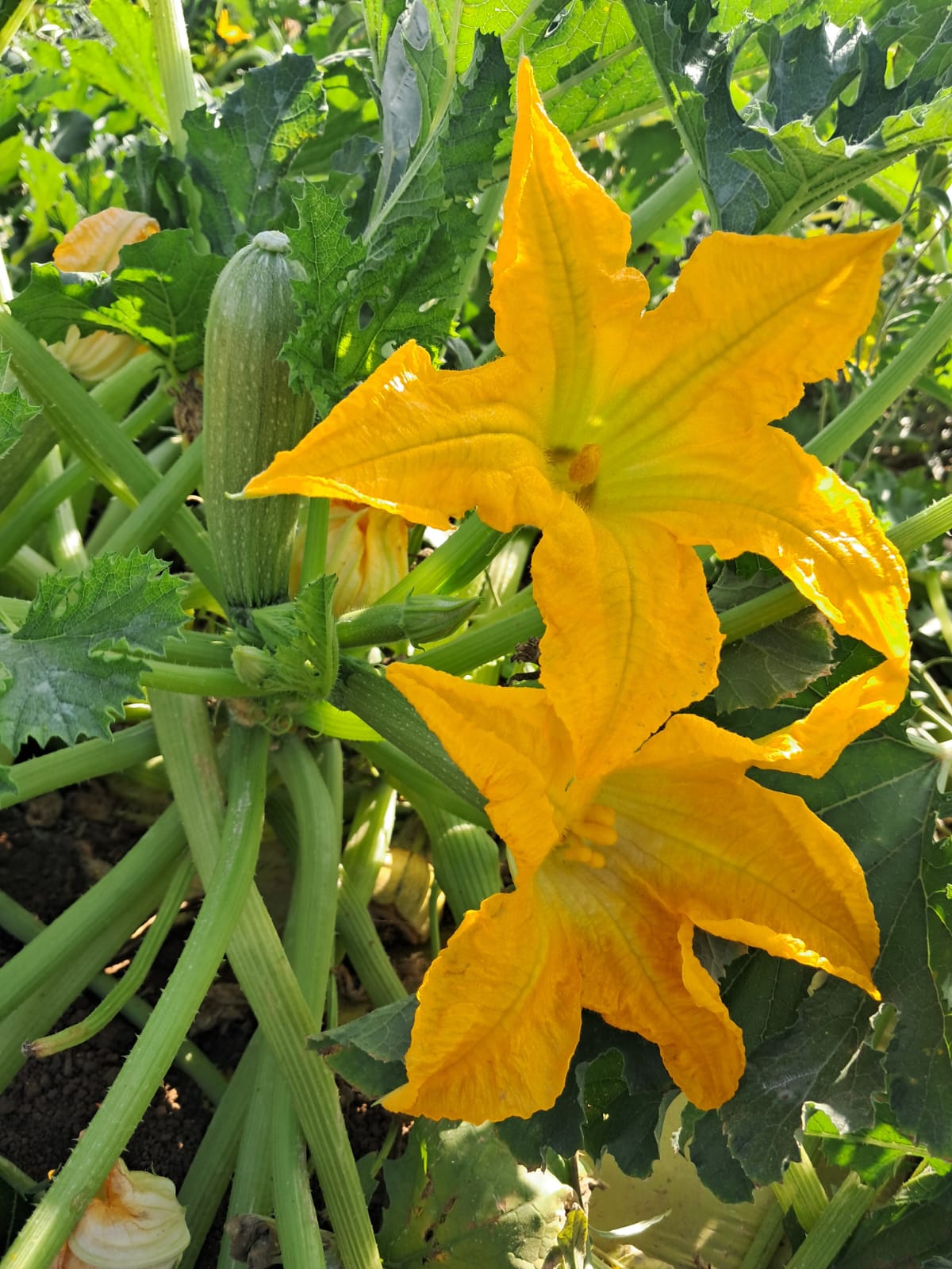 Lina Zucchini — view 5 of 5