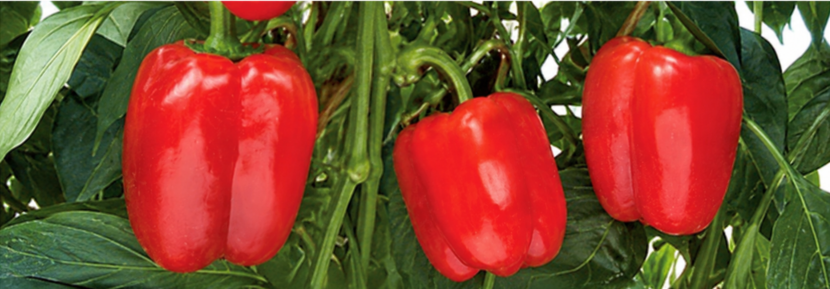 Liora Pepper Red Blocky — ripe fruit, Agriva Seeds variety