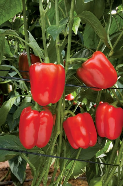 Liora Pepper Red Blocky — view 2 of 4