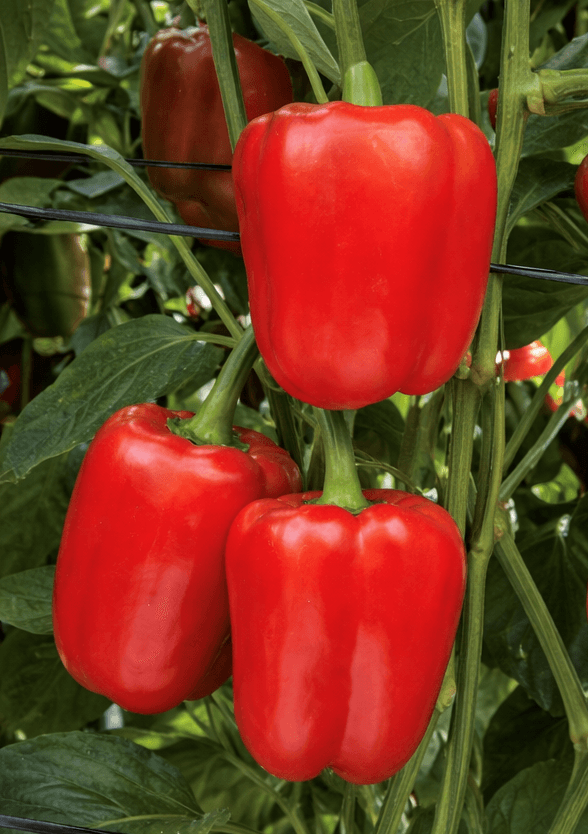 Liora Pepper Red Blocky — view 3 of 4