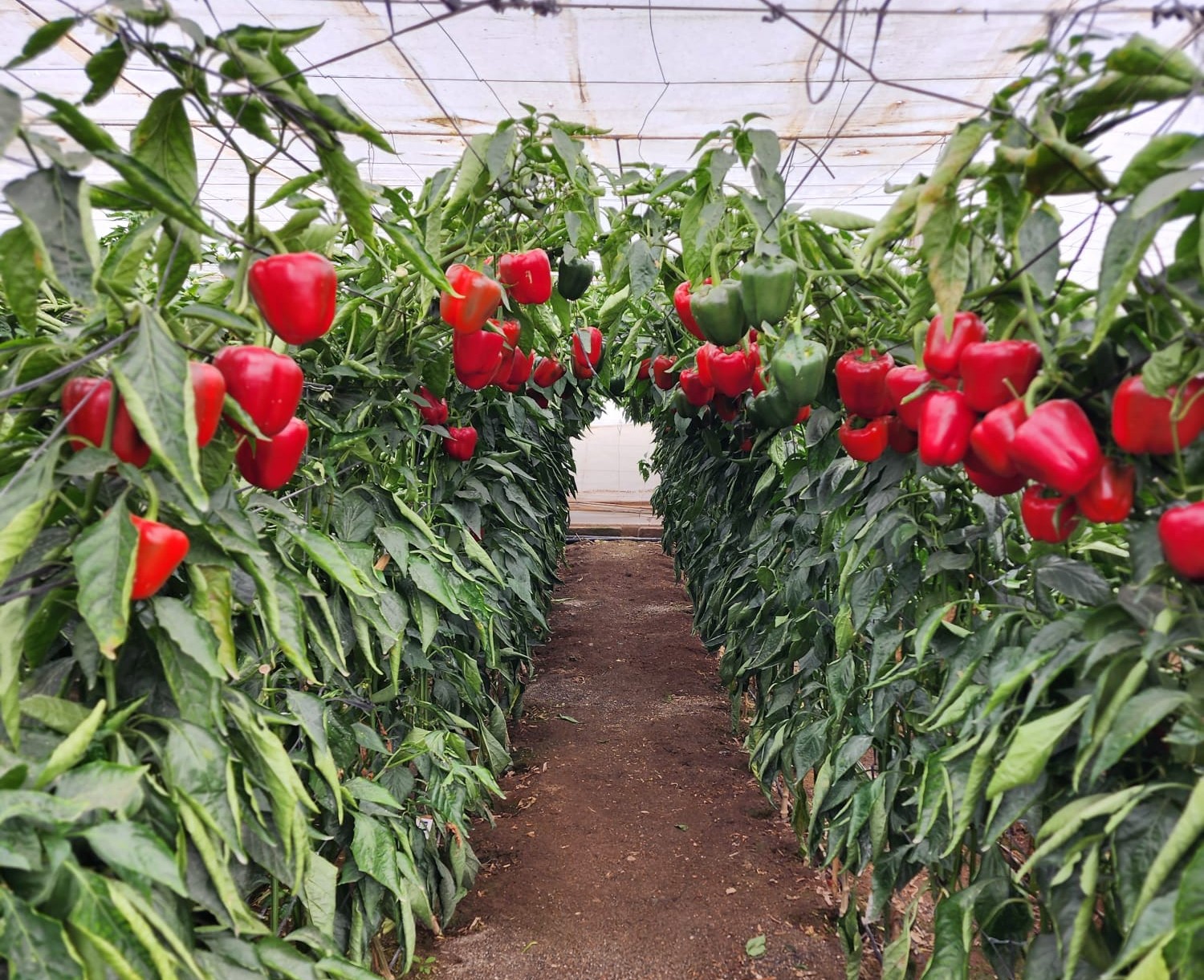 Liora Pepper Red Blocky — view 4 of 4