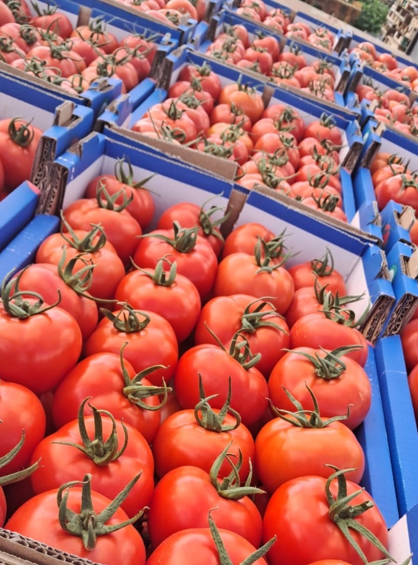 Lola Round I Single — ripe fruit, Agriva Seeds variety