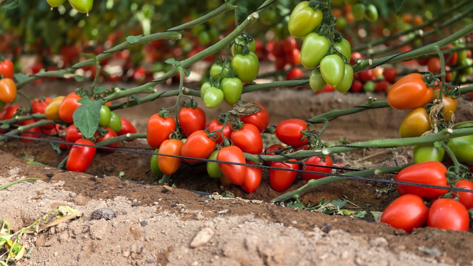 Lorien Roma I Cluster — ripe fruit, Agriva Seeds variety
