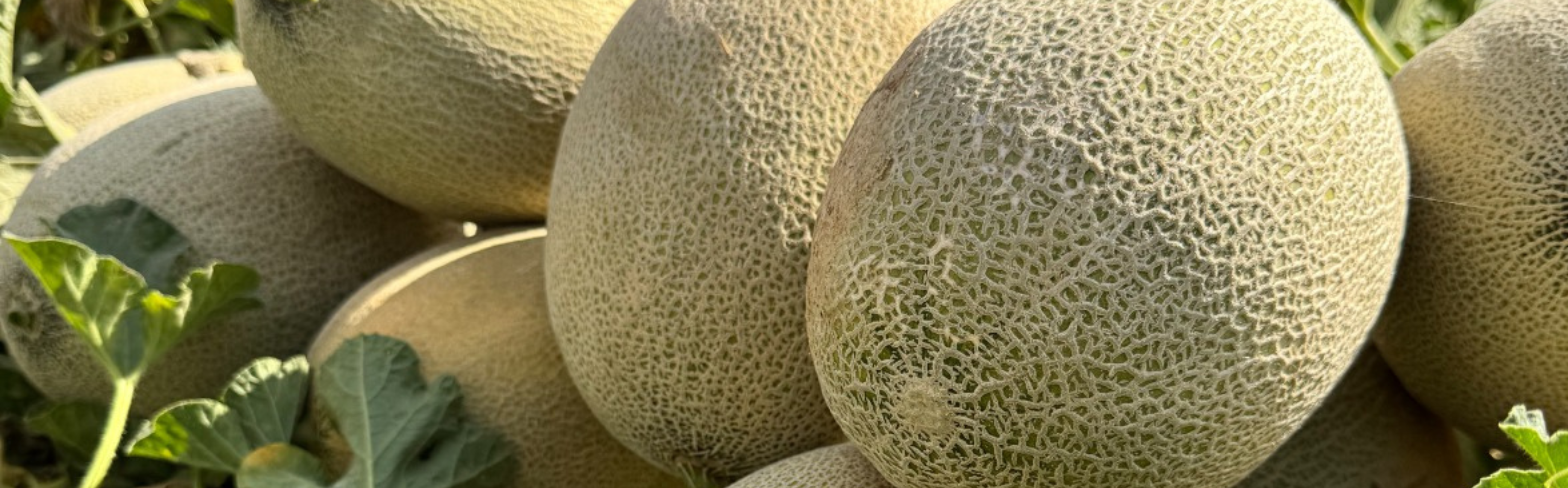 M-828 Melon Harper Type — view 2 of 2