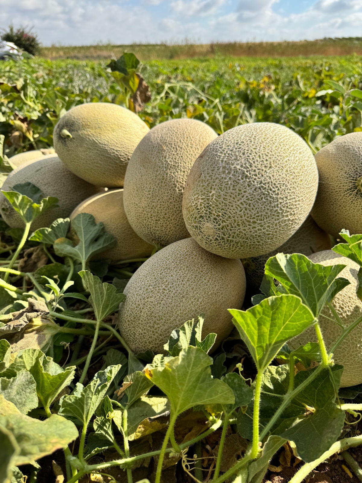 M-828 Melon Harper Type — ripe fruit, Agriva Seeds variety