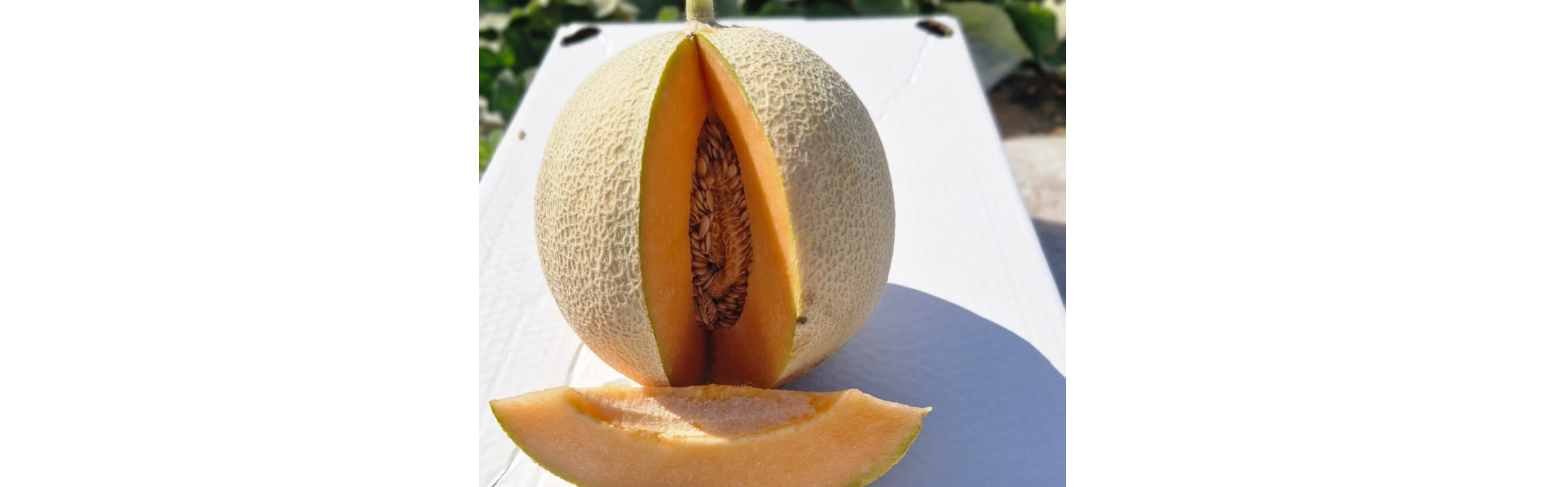 M-829 Melon Harper Type — ripe fruit, Agriva Seeds variety