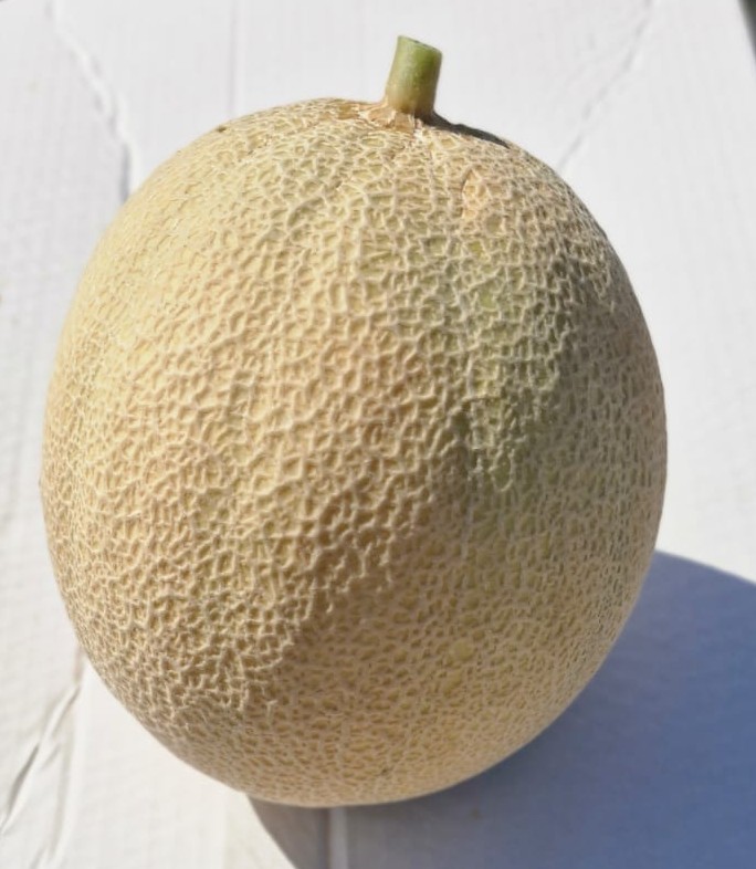 M-829 Melon Harper Type — view 2 of 3