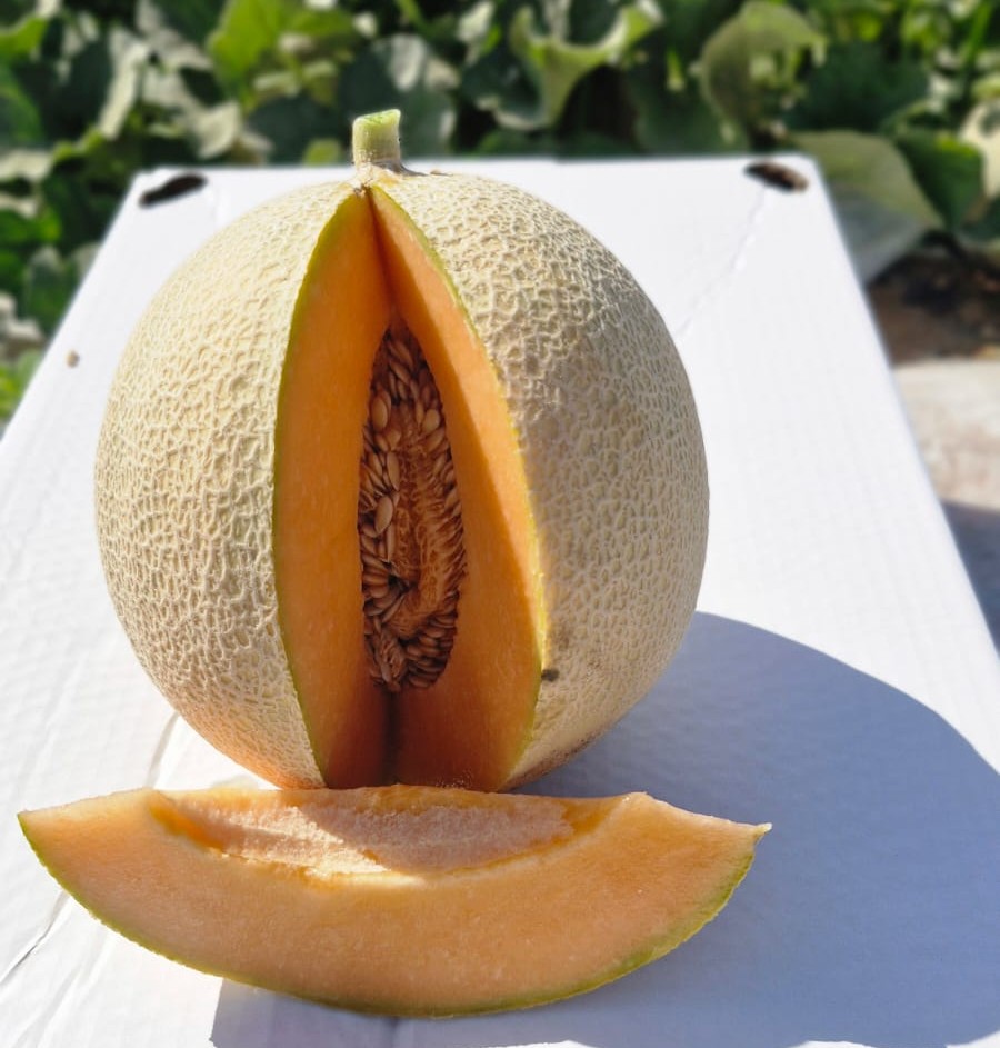 M-829 Melon Harper Type — view 3 of 3