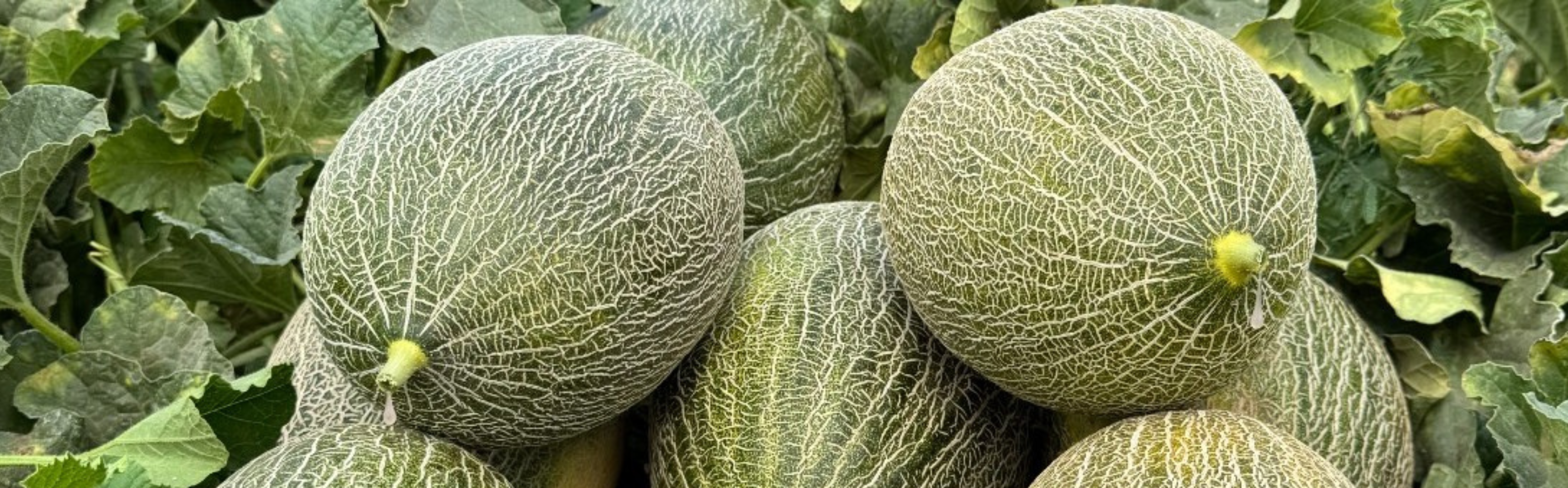 M864 Orange Piel De Sapo — ripe fruit, Agriva Seeds variety