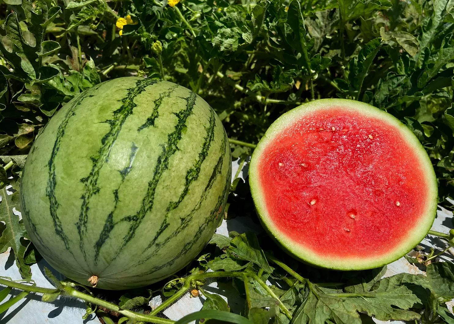 Malika Tiger type — ripe fruit, Agriva Seeds variety