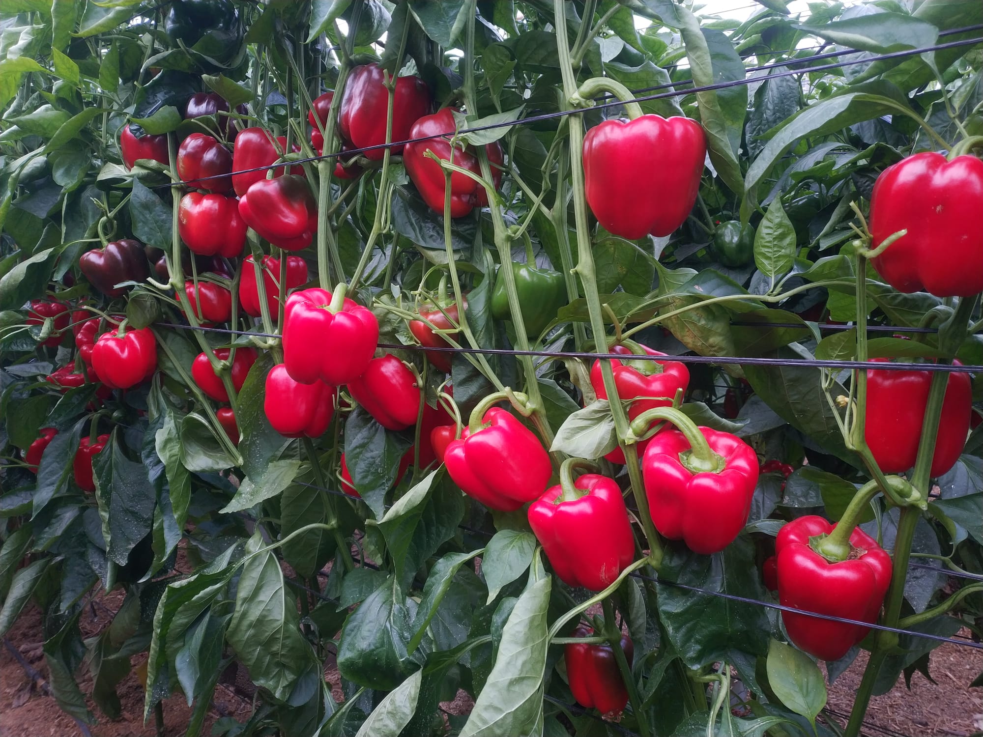 Marco Pepper Red Blocky — ripe fruit, Agriva Seeds variety