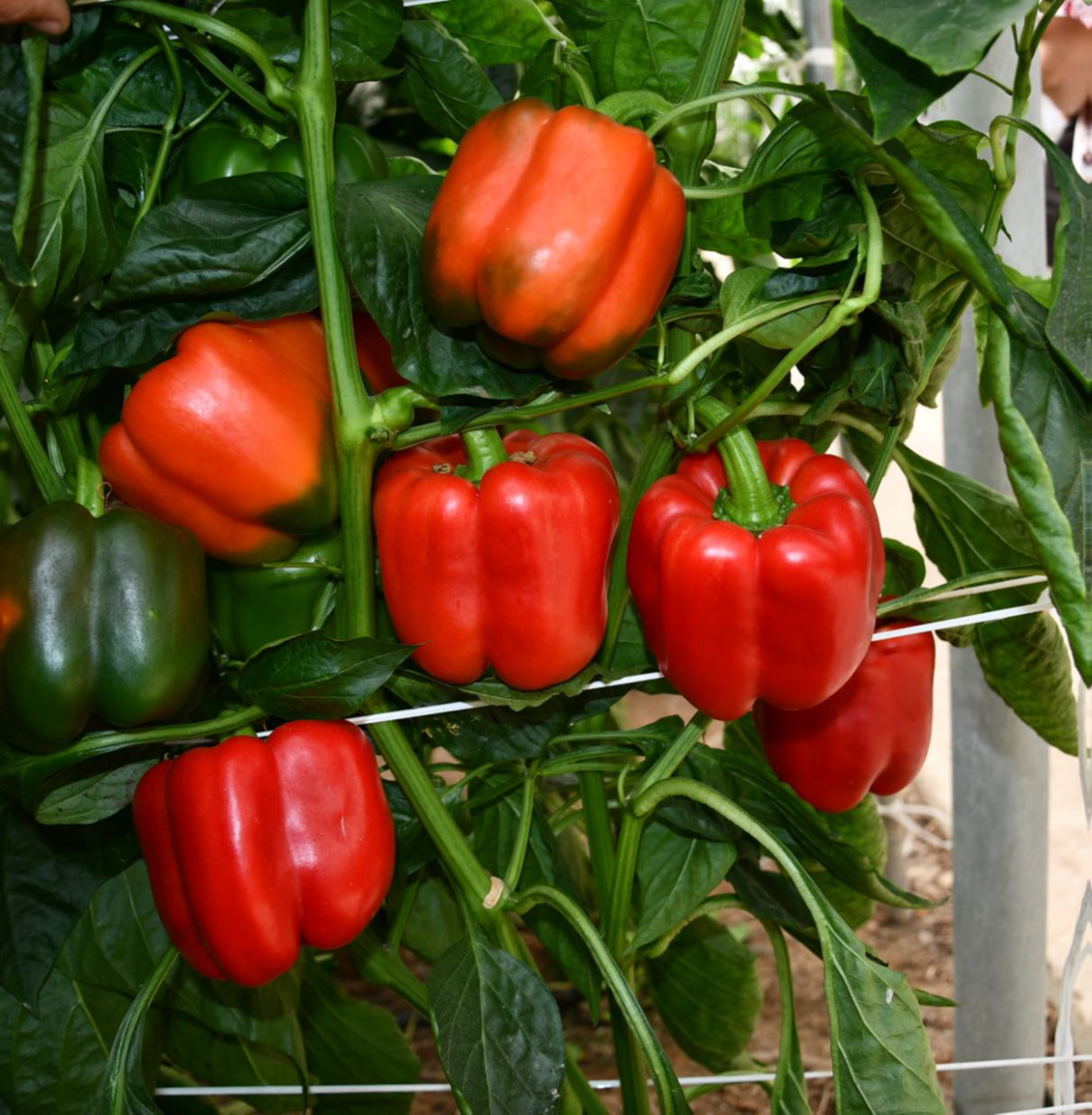 Marco Pepper Red Blocky — view 2 of 2