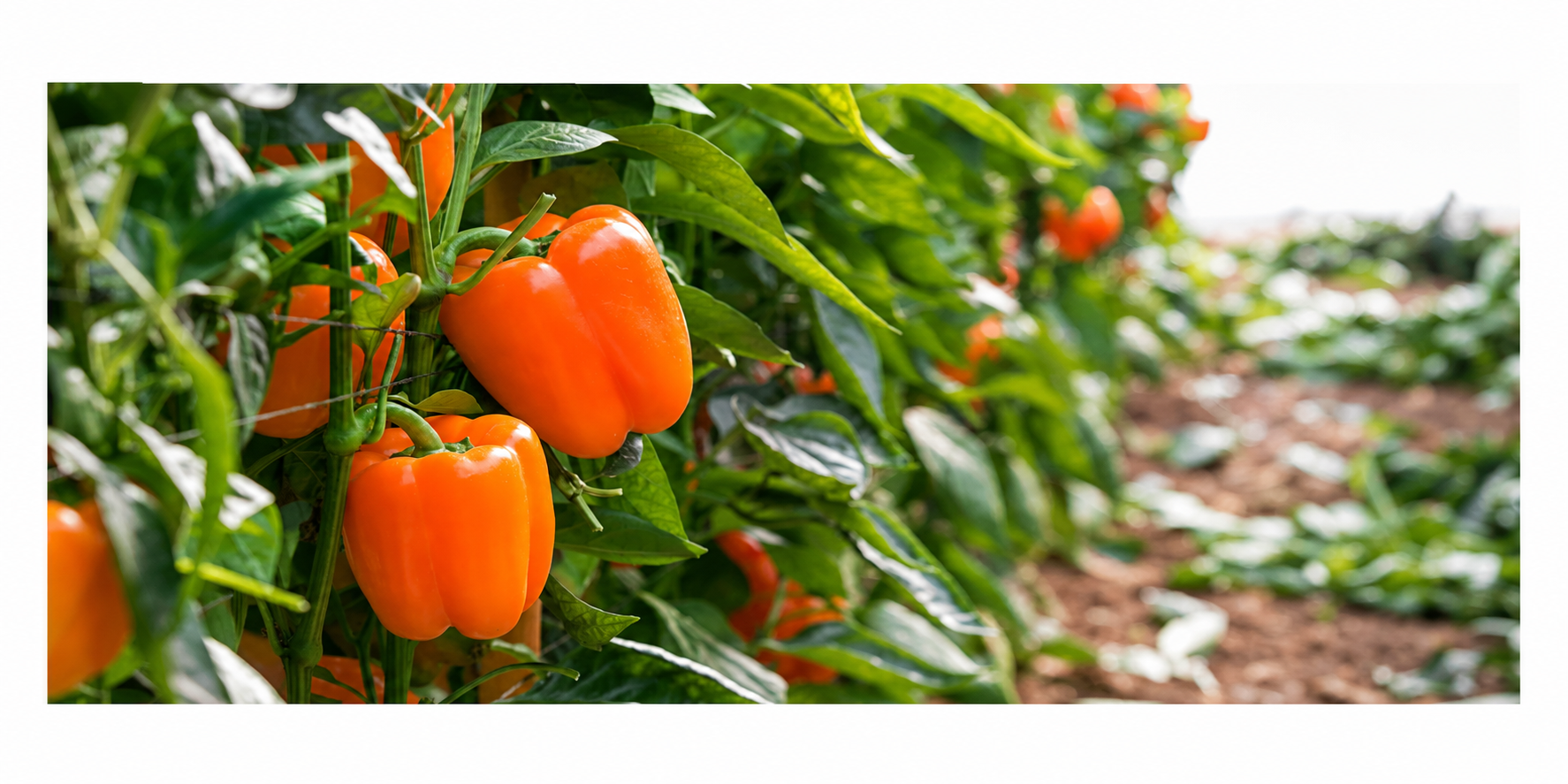 Marisol Pepper Orange Blocky — ripe fruit, Agriva Seeds variety
