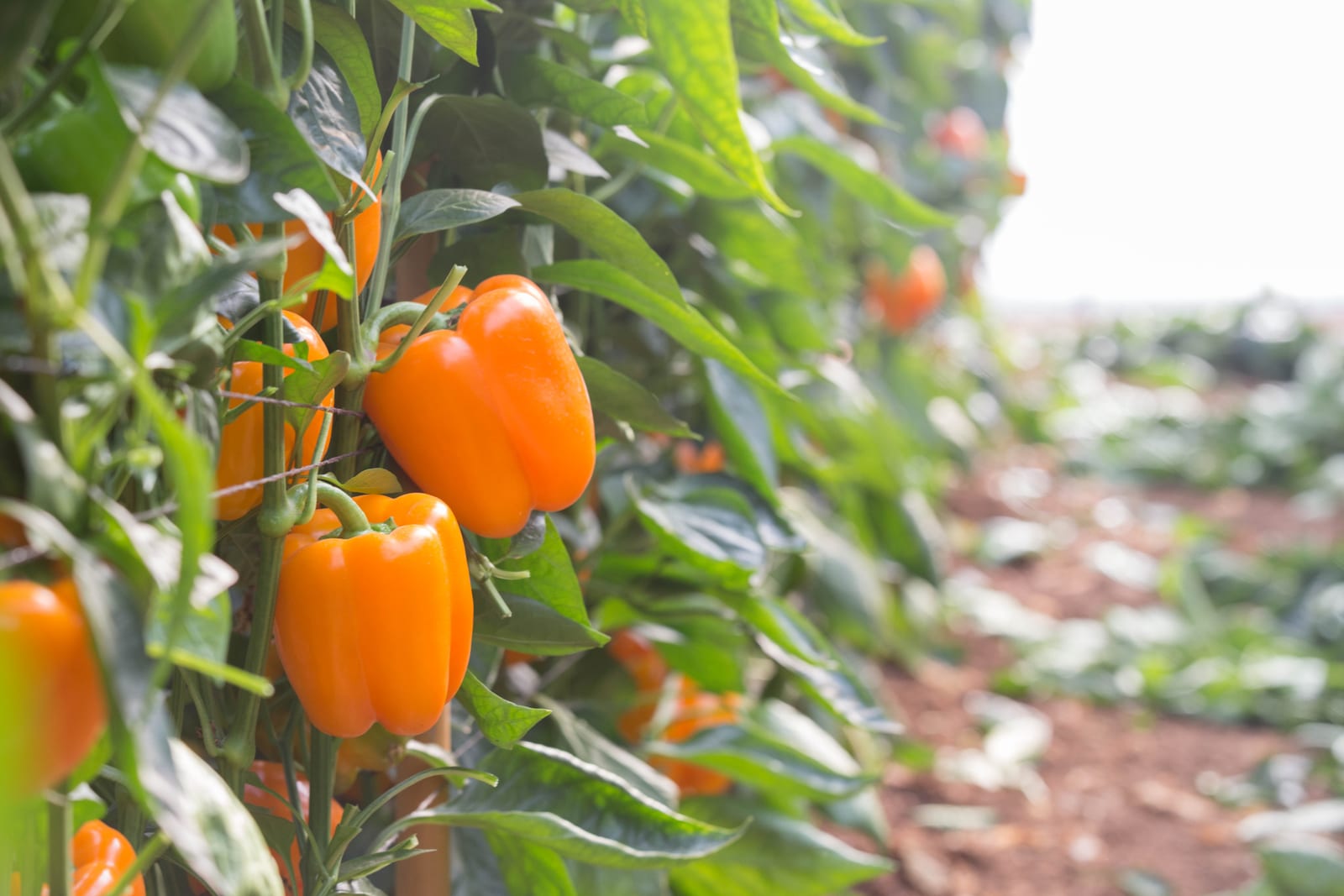 Marisol Pepper Orange Blocky — view 2 of 3