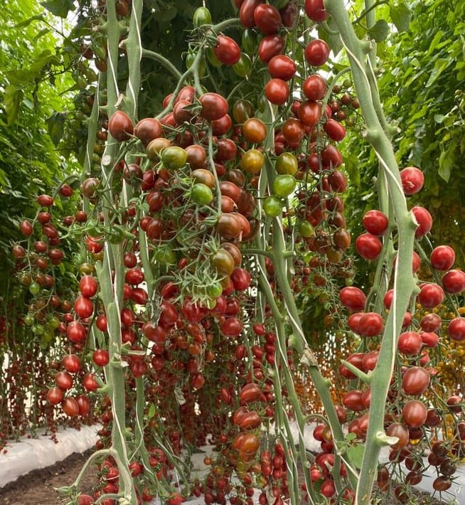 Moka Cherry Brown Grape Single — view 2 of 9