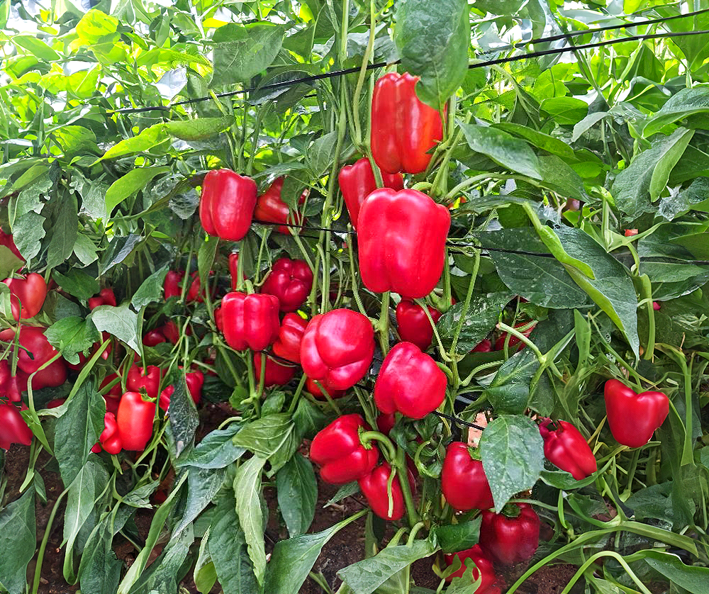 Montaro Pepper Blocky Red — ripe fruit, Agriva Seeds variety
