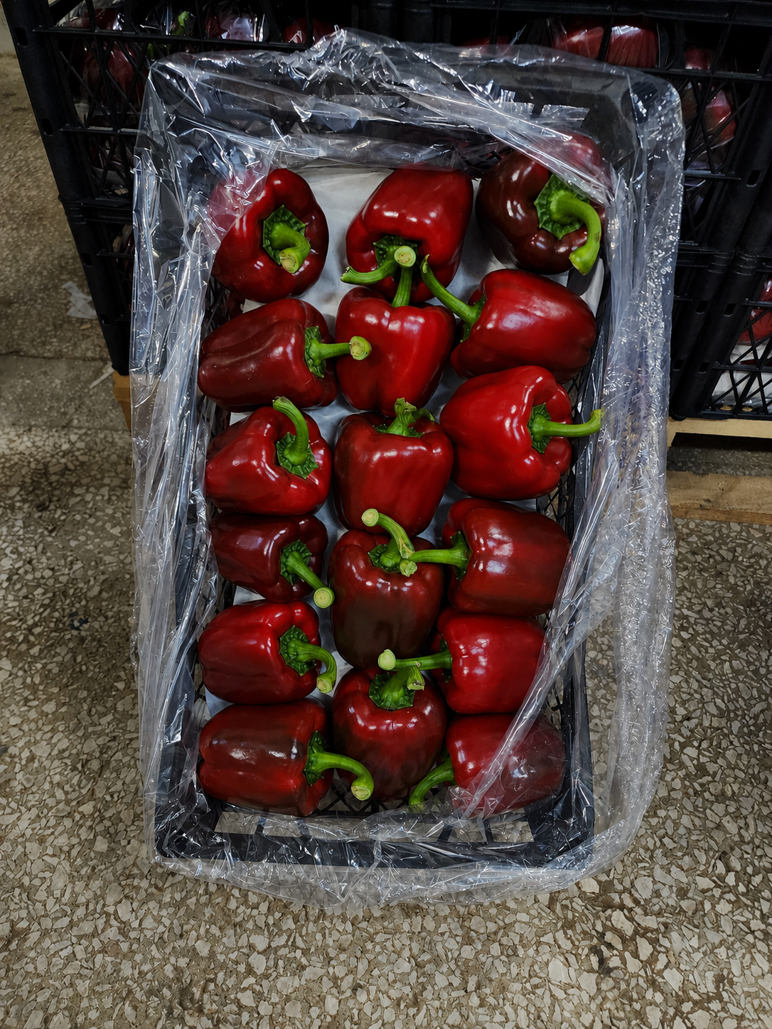 Montaro Pepper Blocky Red — view 2 of 3