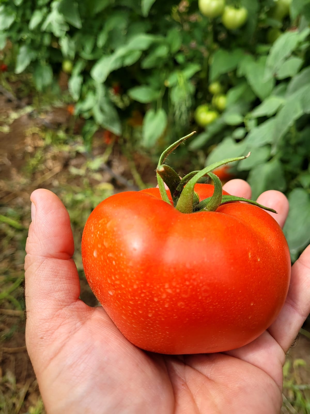 Natalia Tomato Round I Single — view 2 of 3