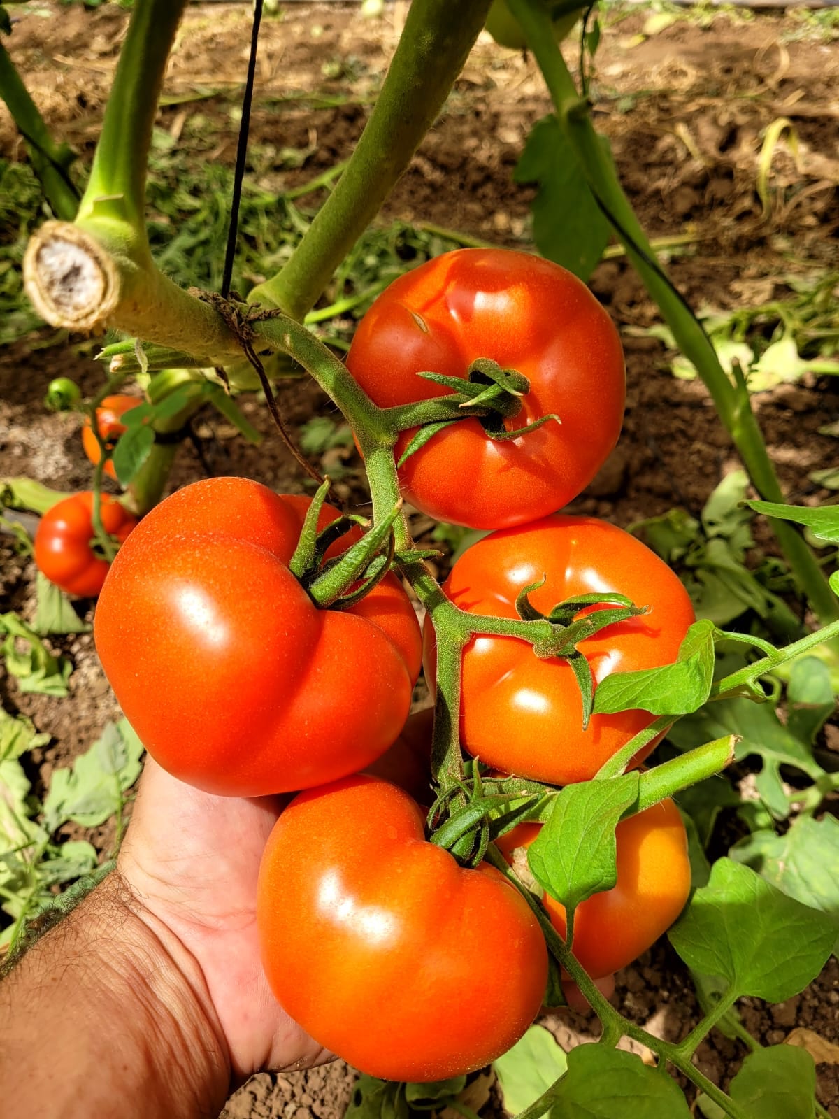 Natalia Tomato Round I Single — view 3 of 3