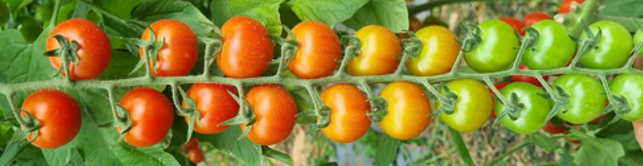 Nova Cherry Round Cluster — ripe fruit, Agriva Seeds variety