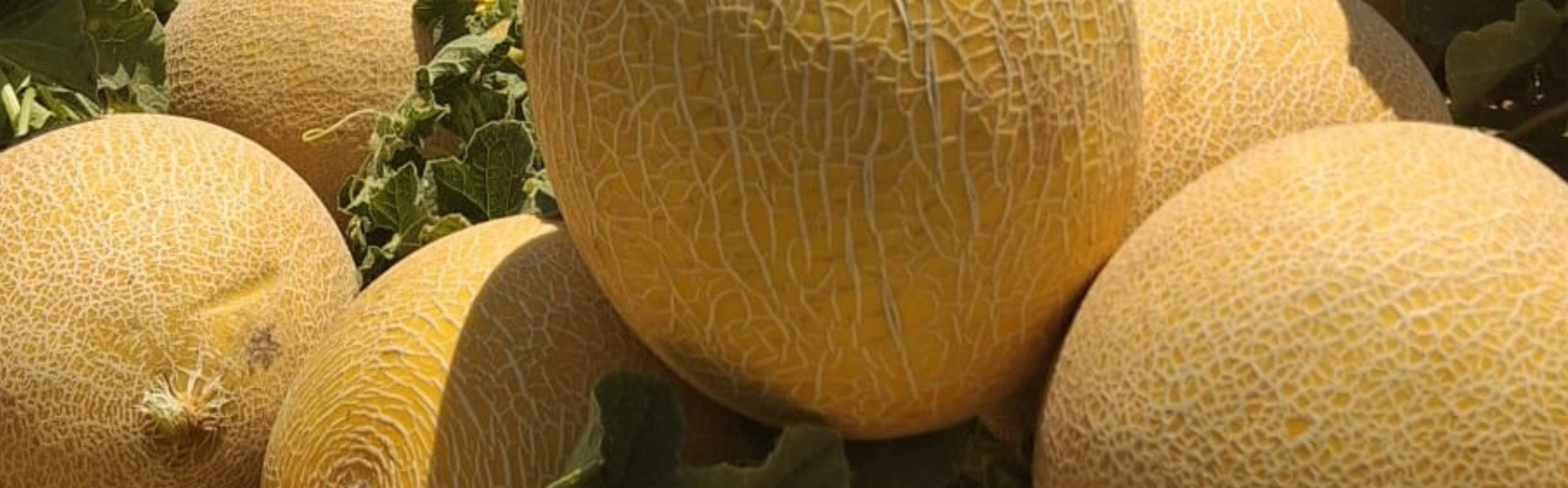 Oasis Melon Cantaloupe — ripe fruit, Agriva Seeds variety