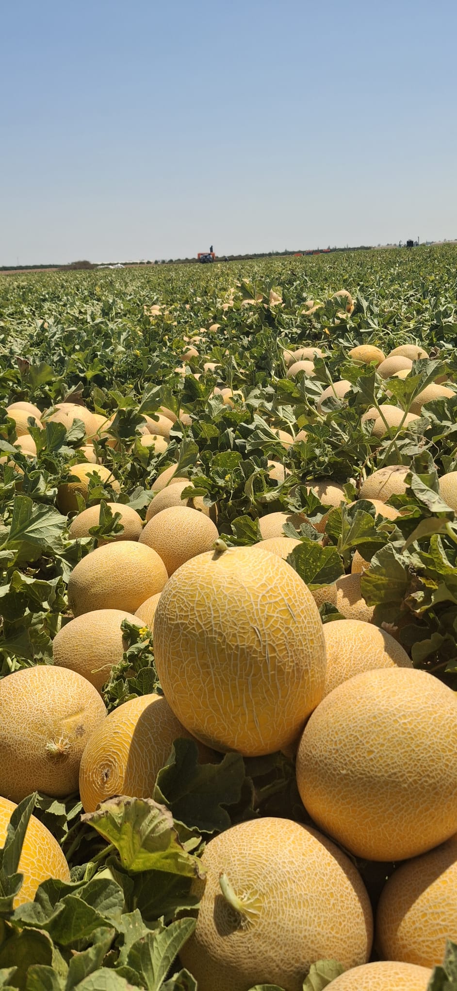 Oasis Melon Cantaloupe — view 2 of 2