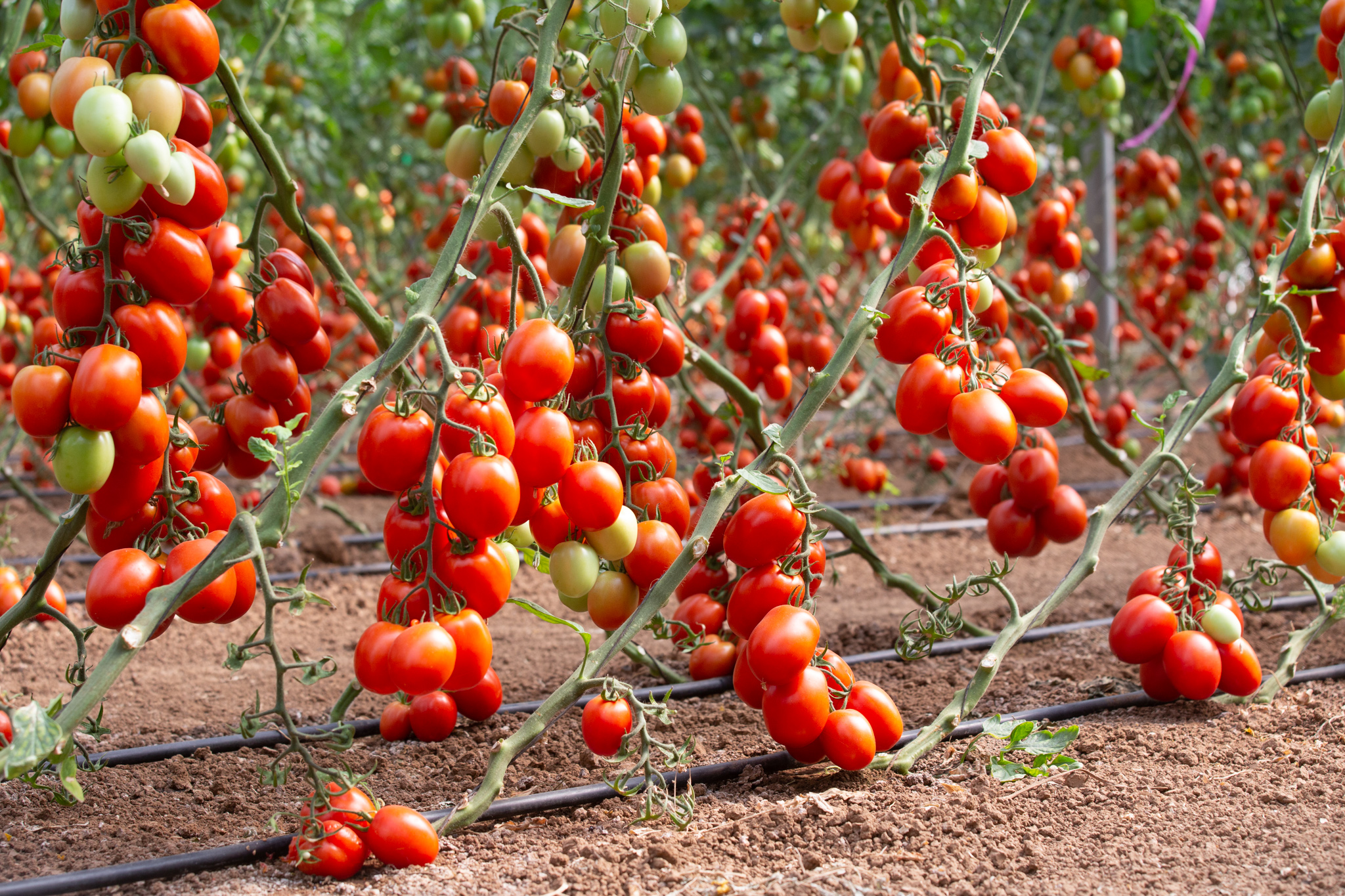 Oriva Roma I Cluster — ripe fruit, Agriva Seeds variety