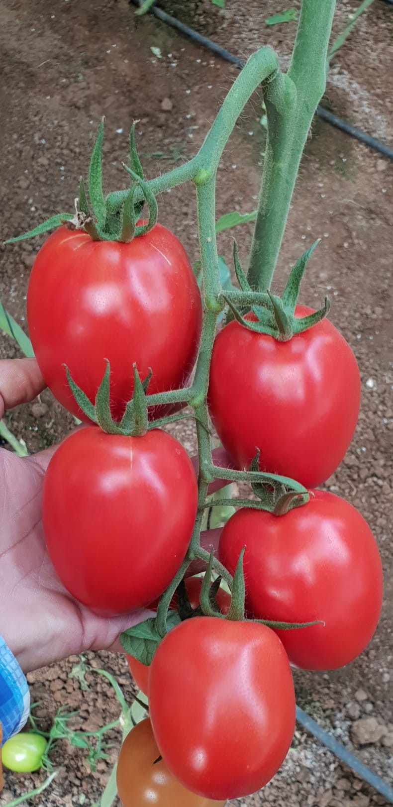 Oriva Roma I Cluster — view 2 of 2