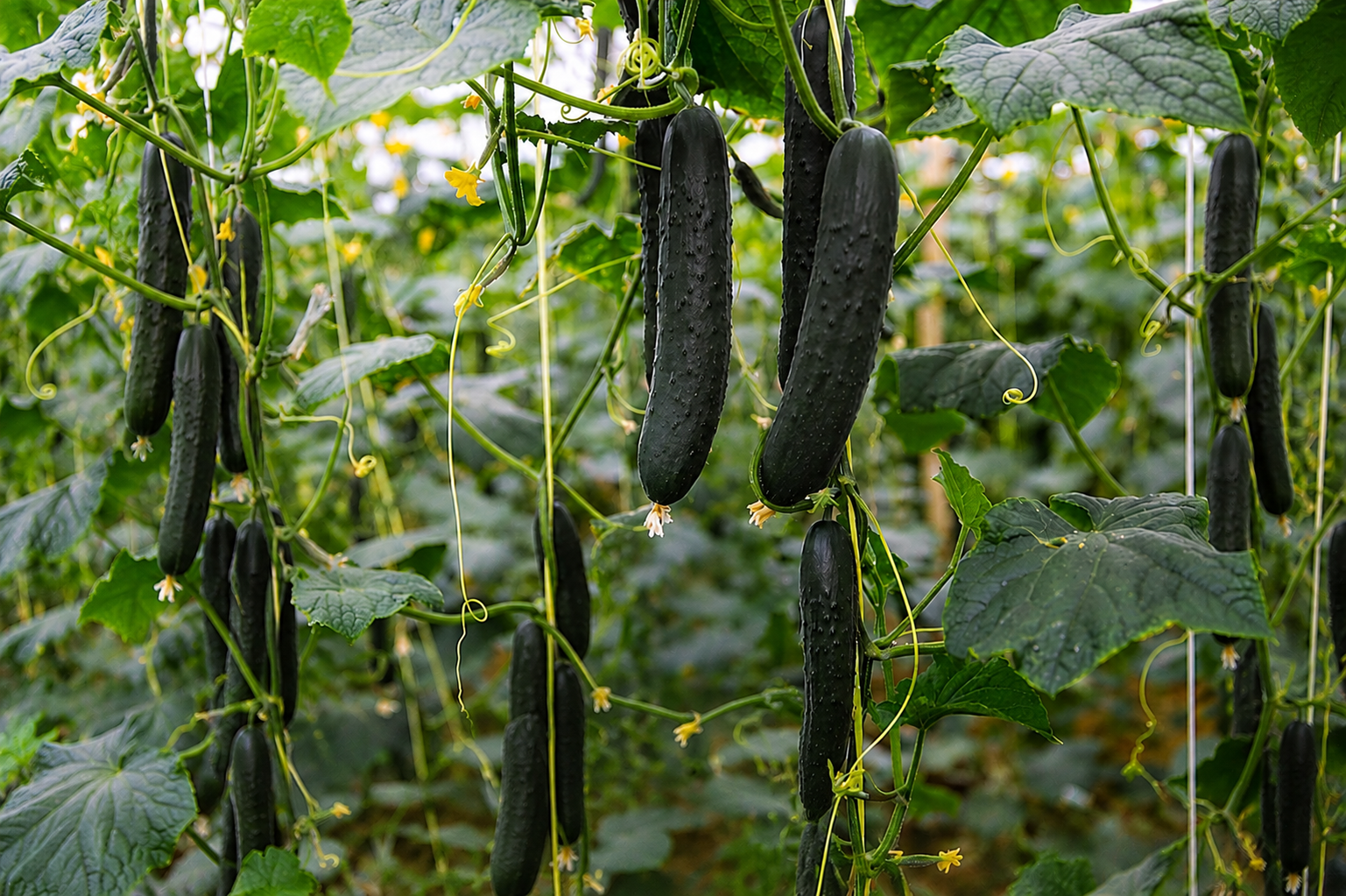 Pearl Slicer — ripe fruit, Agriva Seeds variety