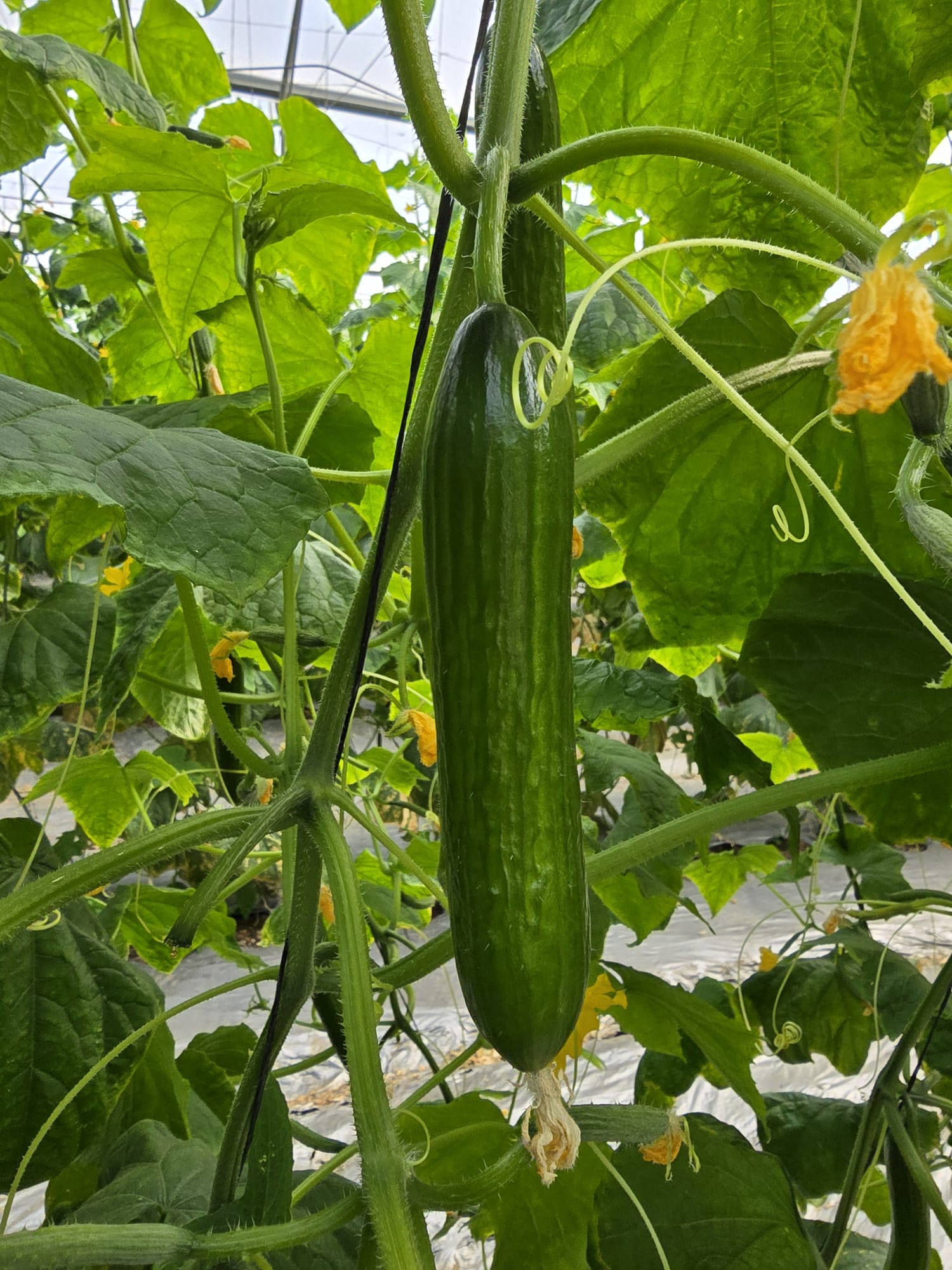 Ponto Beit Alpha — ripe fruit, Agriva Seeds variety