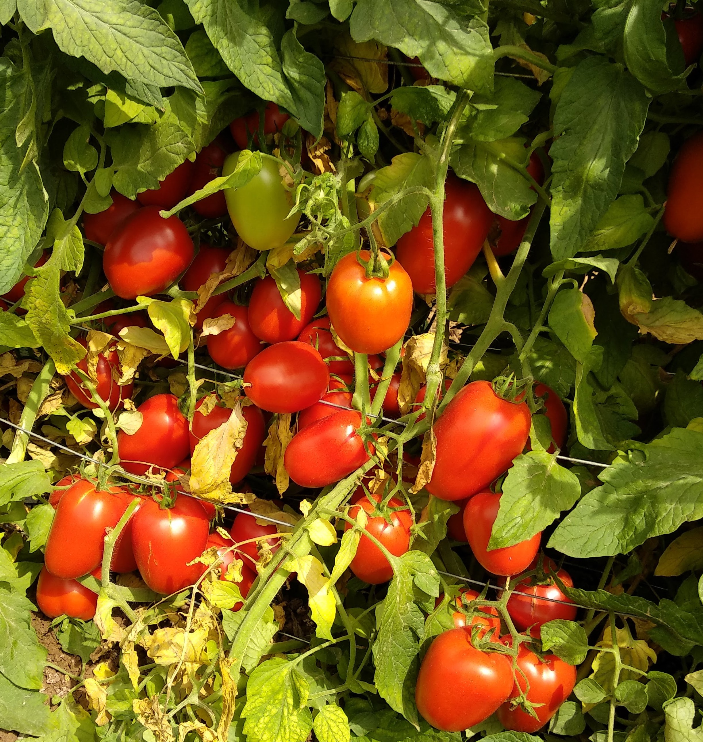 Primora Roma Determinate — ripe fruit, Agriva Seeds variety