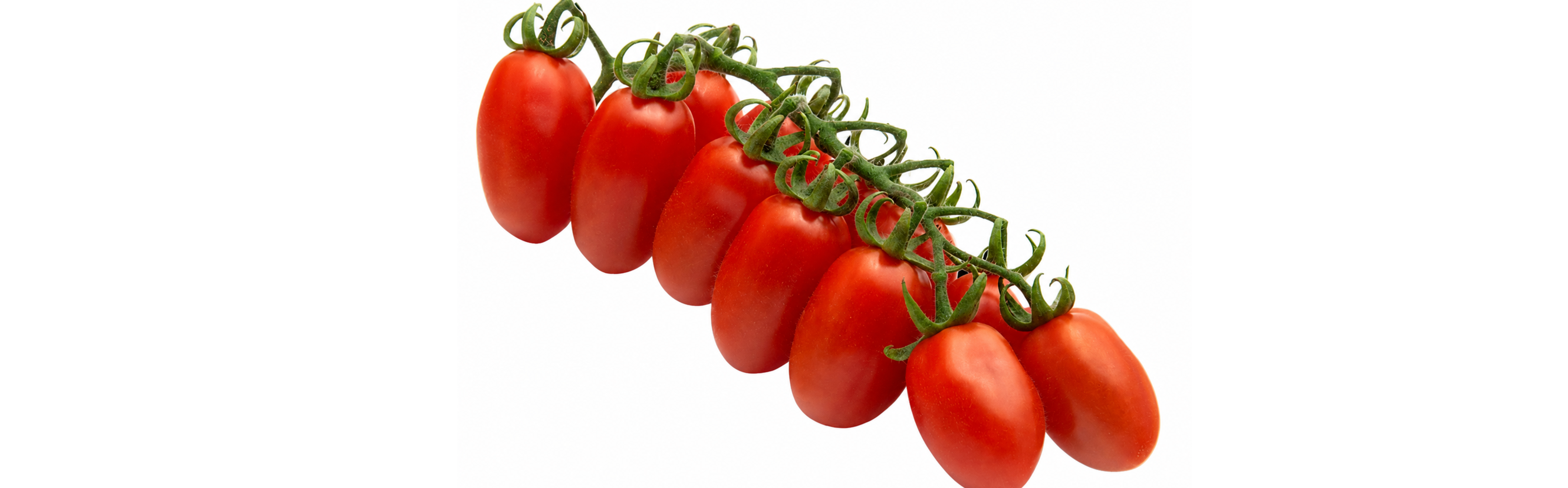 Ravel Mini Plum Cluster — ripe fruit, Agriva Seeds variety