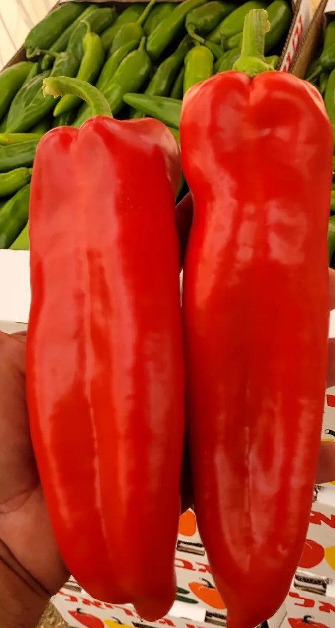 Red Sahara Conical Pepper Red — view 5 of 5