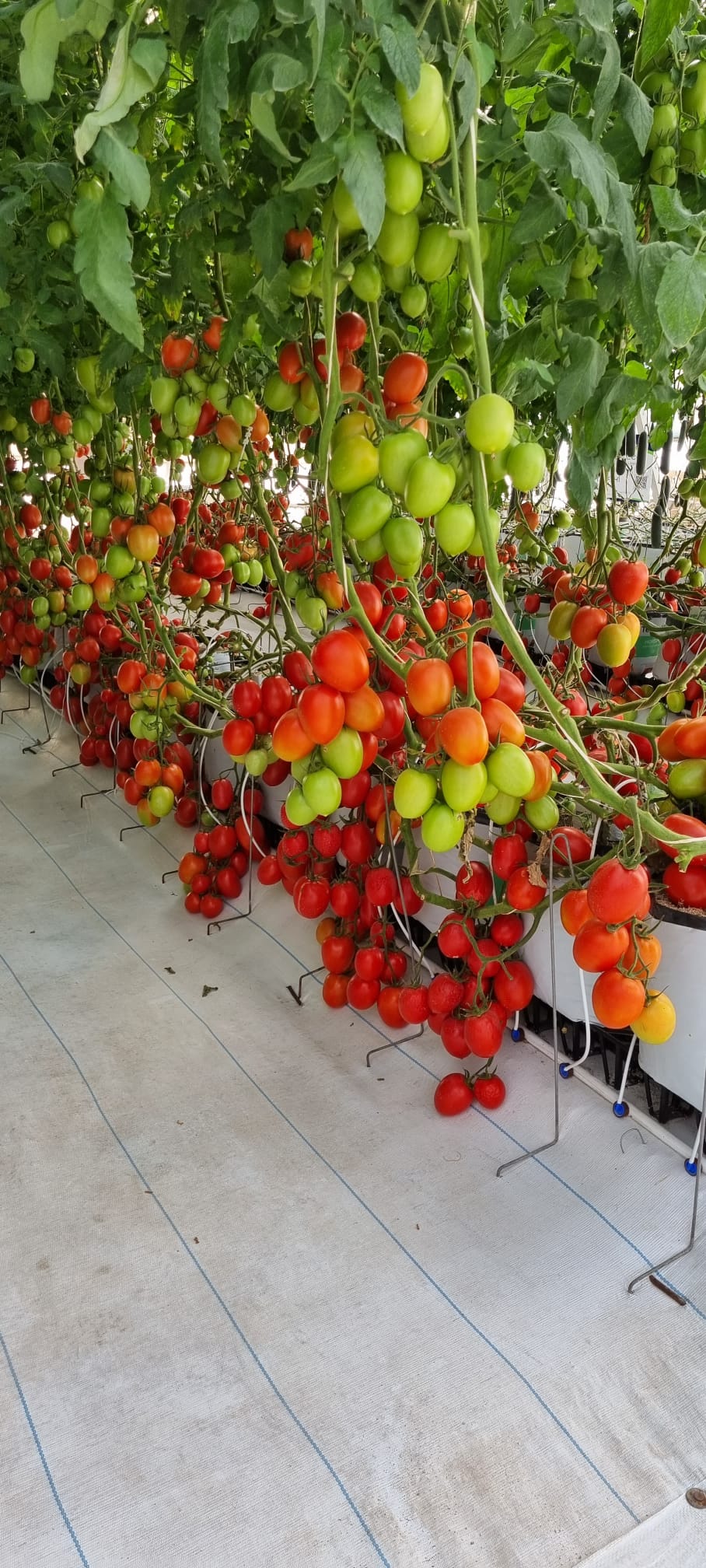 Redoro Roma I Single — ripe fruit, Agriva Seeds variety