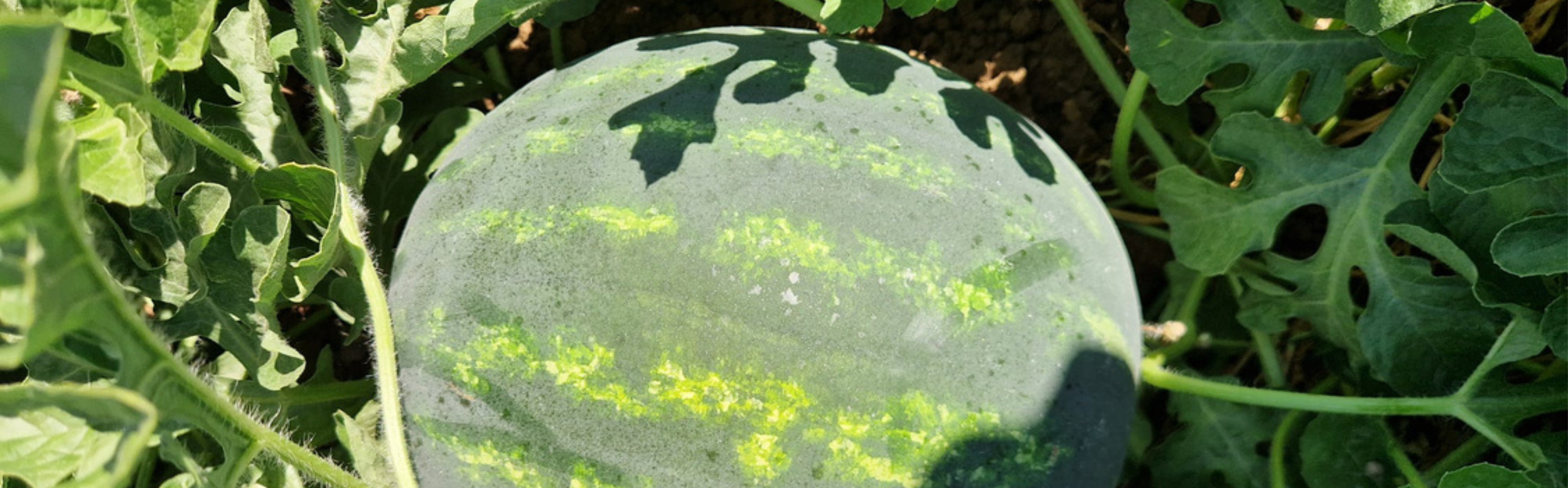 Redsun Crimson seedless — ripe fruit, Agriva Seeds variety