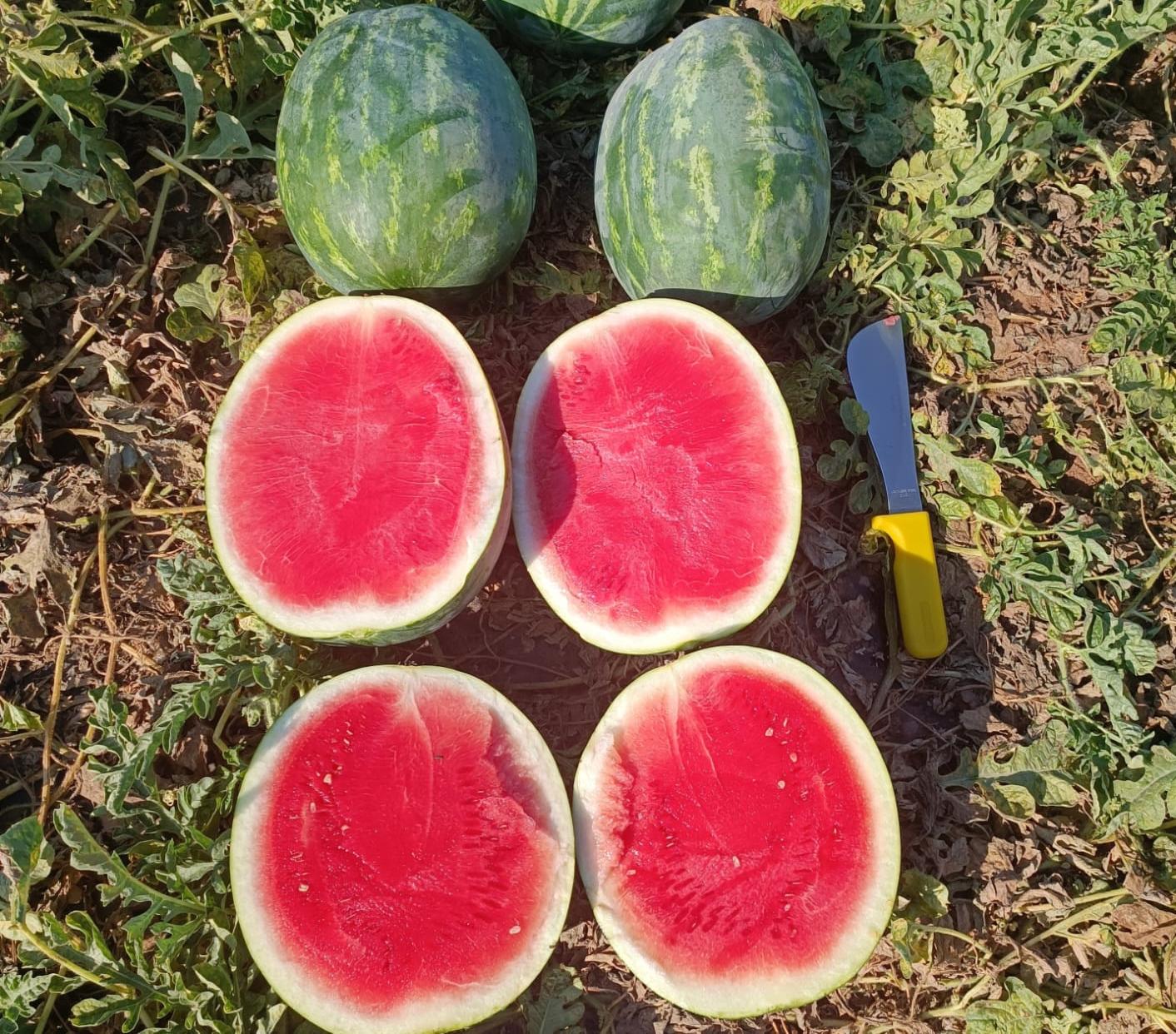 Redsun Crimson seedless — view 11 of 12