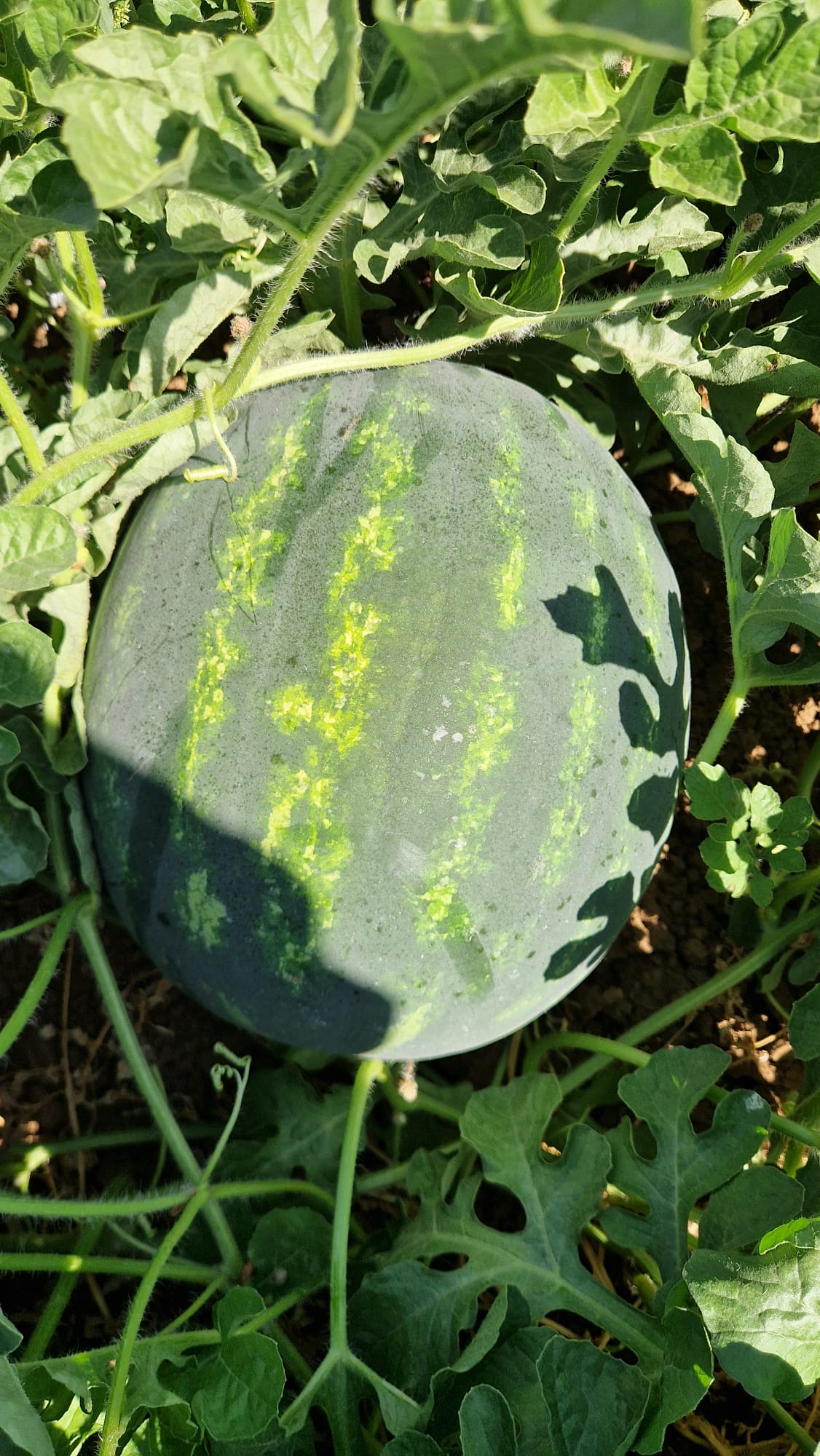 Redsun Crimson seedless — view 12 of 12